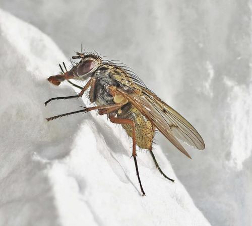 Phaonia tuguriorum